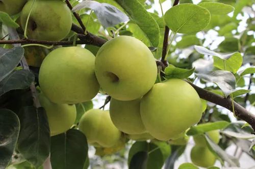 这些都不是我喜欢吃的梨种.我喜欢紫木梨,大白梨.大白梨样子光亮可人