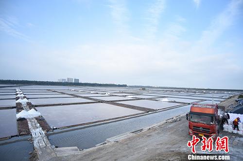 11月9日,福建泉港山腰盐场生产作业正常,货车进场装运食盐。距泉港碳九泄漏事件事发地以南约20公里的泉港山腰盐场场长叶家云表示,泄漏事件发生后,盐场第一时间停止纳潮,并利用库存海水继续作业。中新社记者 陈龙山 摄