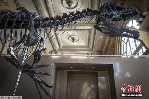 当地时间2018年3月，法国里昂，一副9米长、2.5米高的肉食性恐龙骨骼准备拍卖。