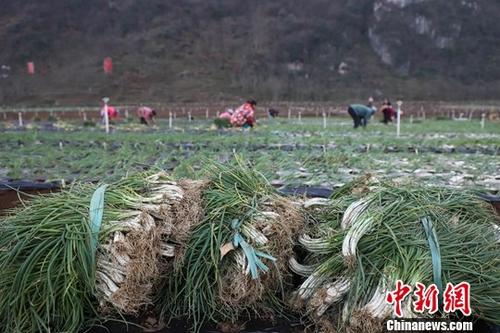 资料图：农户忙着移栽香葱、起垄开沟。中新社记者 瞿宏伦 摄