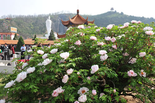 山西古县第十二届"天下第一牡丹"文化旅游节将开幕