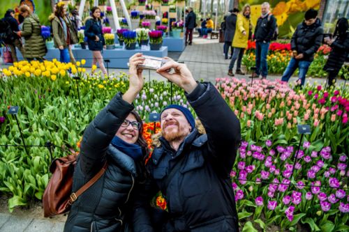 荷兰停止推广旅游:赏花曾造成严重拥堵 当局要费力提醒游客
