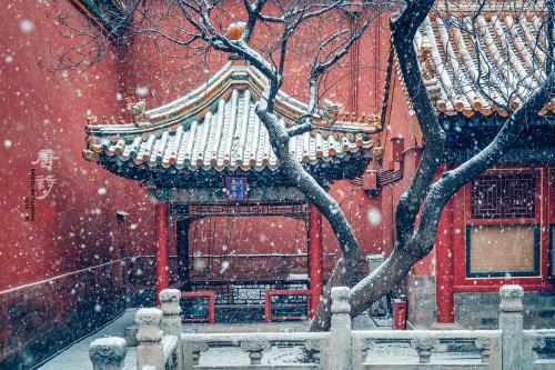 皇城轶事:他花6年拍3万张照片记录故宫 打动单霁翔(图) 《一隅》。2019年2月,拍摄于故宫御花园。苏唐诗 摄