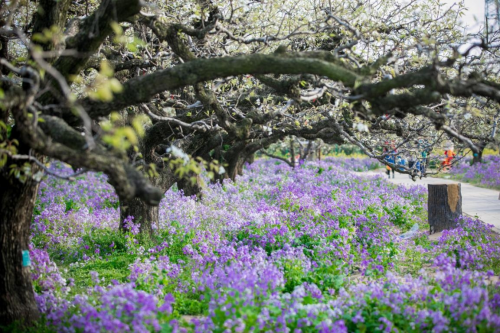 春游江淮请您来丨砀山一下梨花雪,就惊艳了整个春天!