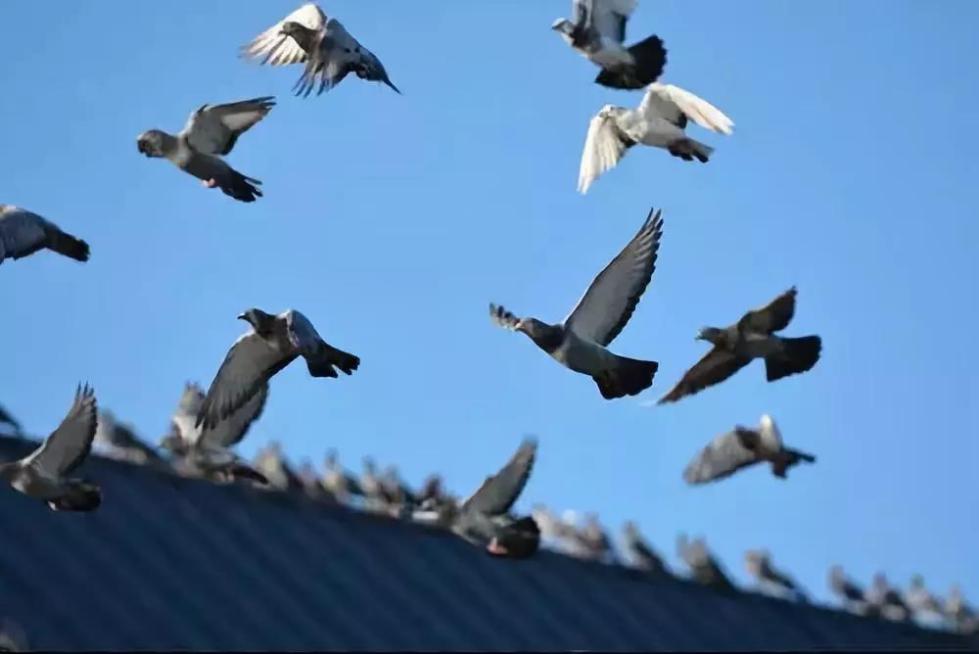 参赛信鸽搭乘高铁归巢 主人作假被判刑