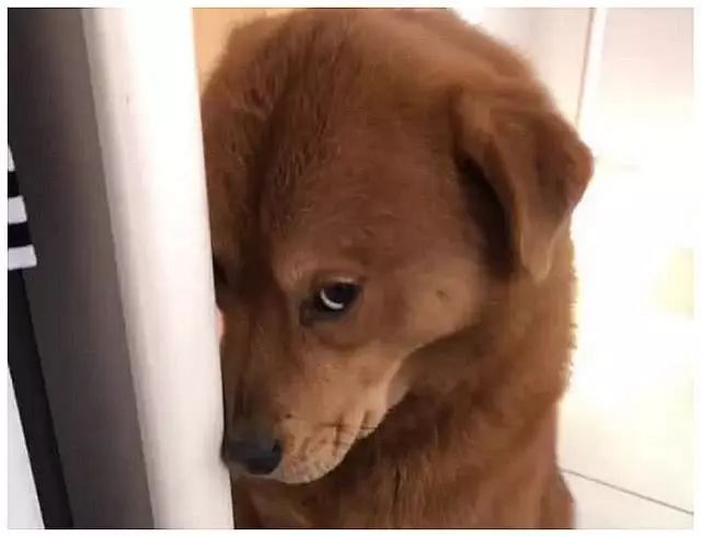 狗狗藏鞋子被男子罚站刚准备说教一下它低头一看顿时笑喷了