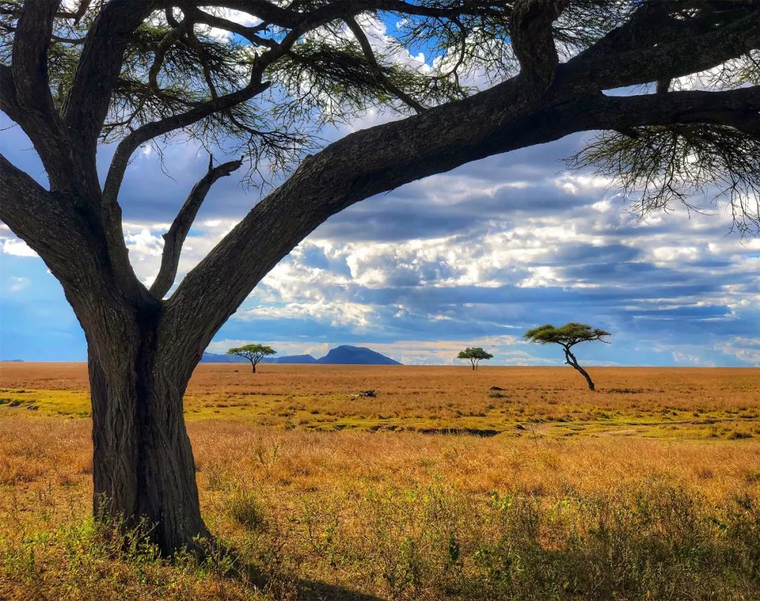 这源于草原随季节而发生的变化对东非的草来说水是最稀缺和重要的资源
