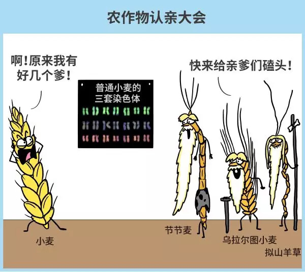 再比如,普通小麦体内有三套不同的染色体,是几种不同野草杂交形成