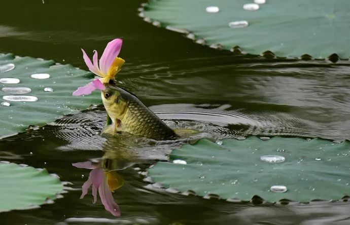 家里有矿,这些人"打飞机"去拍荷花|摄影爱好者|荷花|鱼_新浪新闻