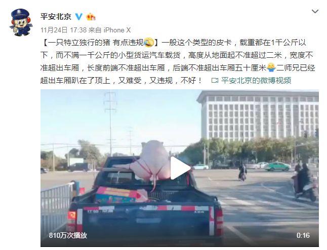 “一字马猪”火了！车主回应：是亲家的要求