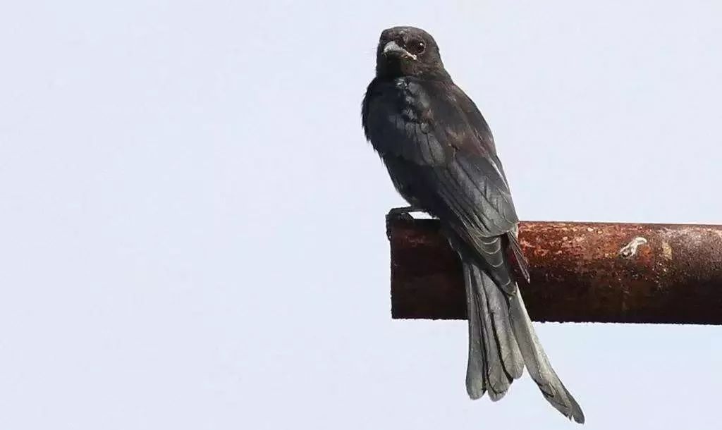 "那鸟儿就是她心里的乡愁又哪里真的在乎它是燕子还是乌秋