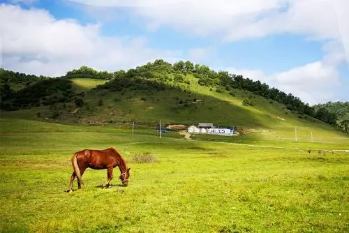 透过透明玻璃能一眼望到谷底 一层层绿意席卷 关山牧场 无需千里迢迢