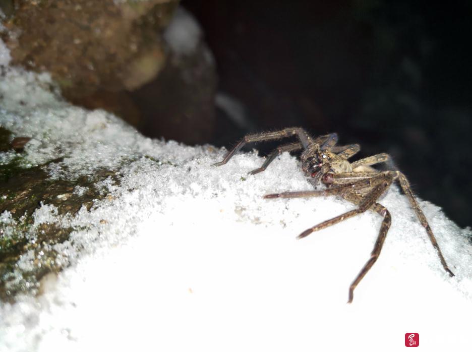 雪地蜘蛛!看青城山的"盘丝大仙"抗寒能力多强