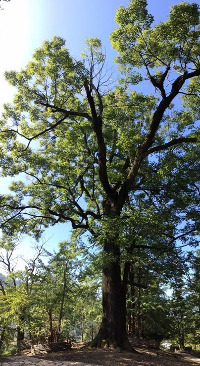 这棵广州木棉王348岁,入选"中国最美古树"