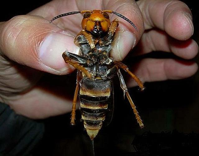 夫妻俩遭蜂群围攻昏倒 爱心人士及时救援|九里|爱心人士|夫妻_新浪