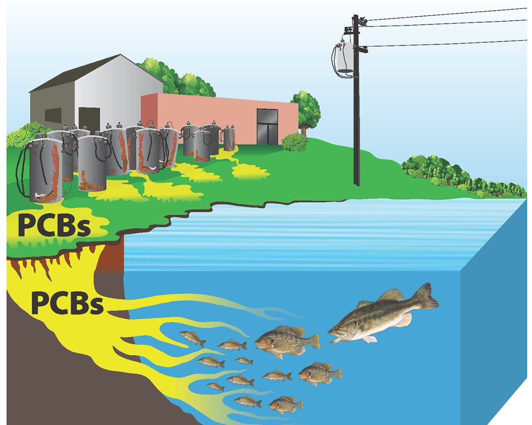 自然| 因为人类 全球半数虎鲸将会消失|虎鲸|多氯联苯|海洋_新浪网