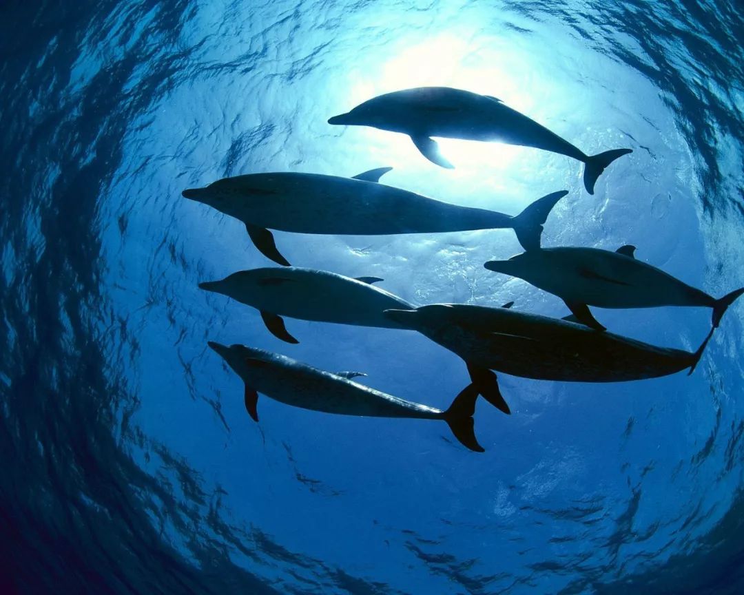 穷游沙龙&免费看片会:邀你聆听海洋的「真」声音|野生动物|海洋|噪音