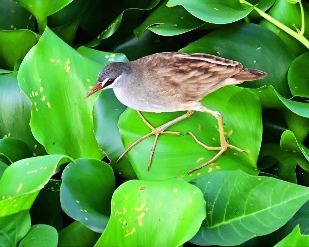 三亚湿地公园现濒危物种白眉田鸡自然生态正恢复鸟类增多