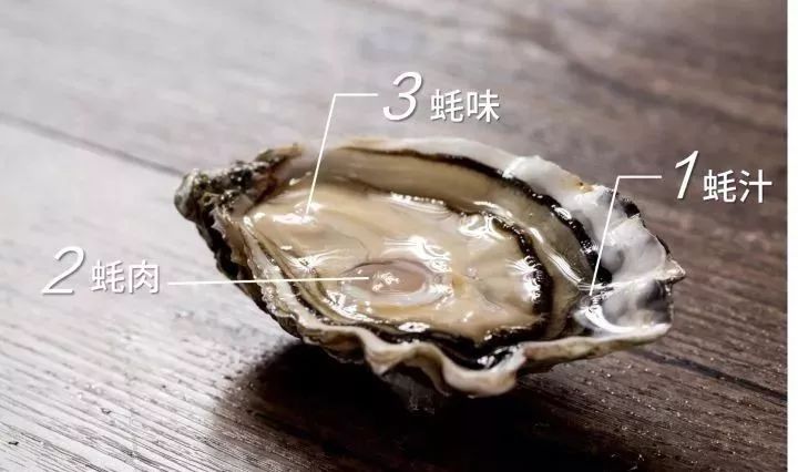越了解生蚝,我就越不了解人类