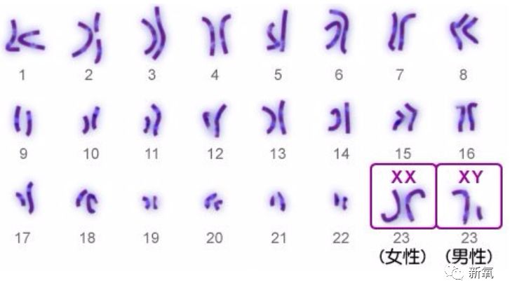 染色体图 女孩图片
