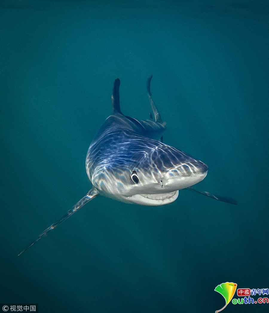 美国罗德岛州,一条大青鲨对镜头笑.马达加斯加岛,惊讶的狐猴.