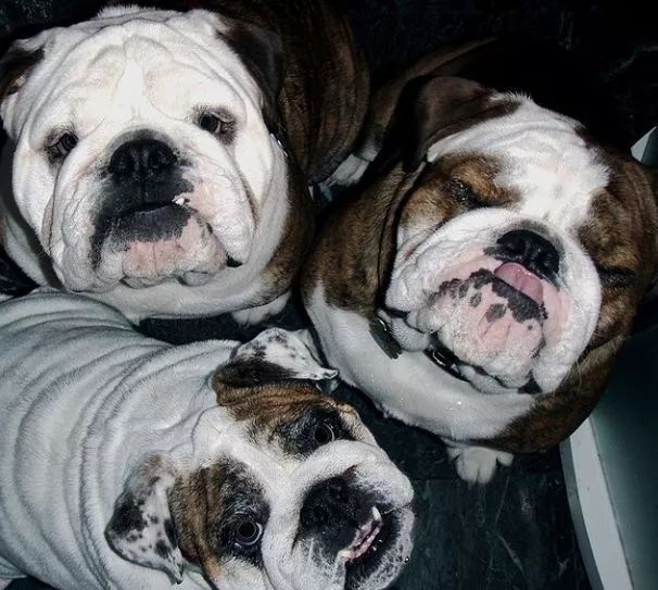 养英国斗牛犬你们后悔过吗?