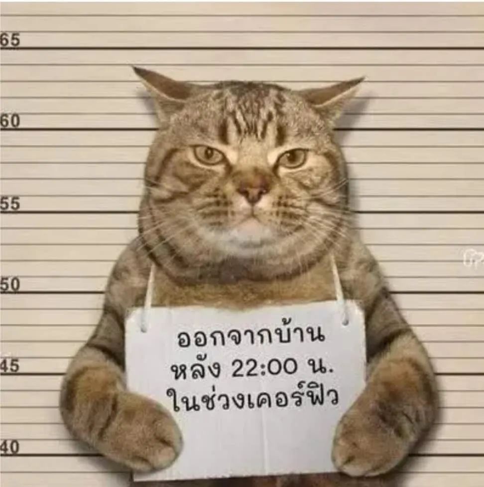 猫咪不仅被带回了警局而被逮捕的泰国猫一只因违反当地夜间外出禁令