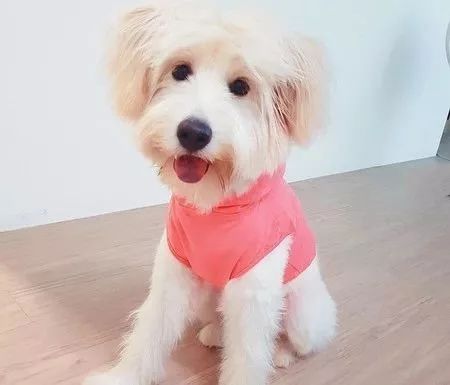 网友家养了一只超萌的小可爱,名叫米拉.