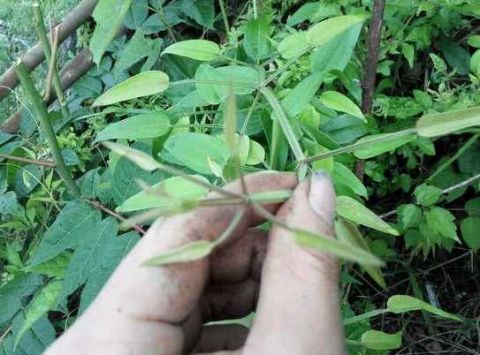 叫做血见愁,地血,风车草,八仙草,破血草,红内消,红根草,拉拉藤,鸿茅等