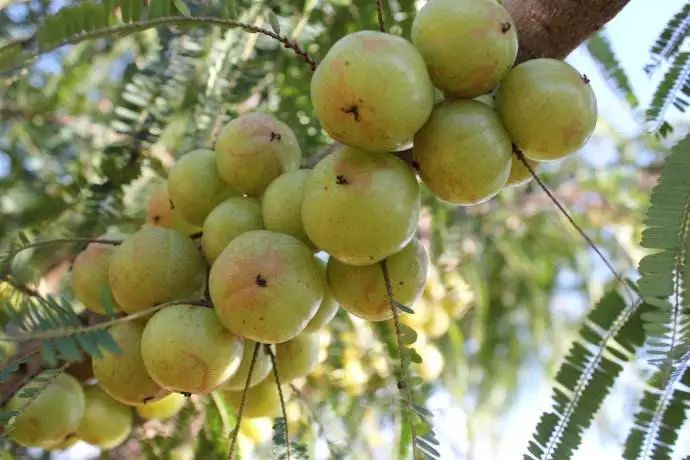 蜂蜜野生滇橄榄,维c比橙子高100倍,一天5颗美白嫩肤晒不黑