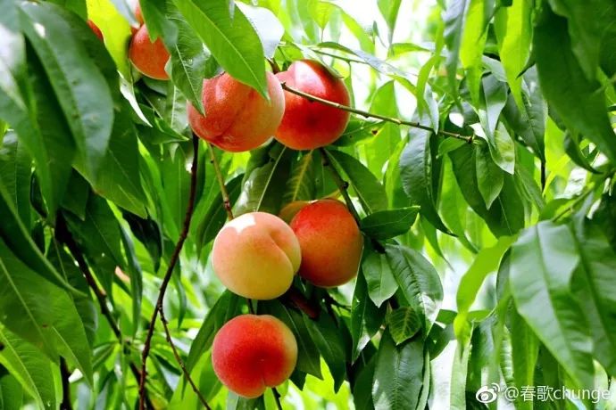 泰州时令水果采摘攻略,让你甜蜜一夏