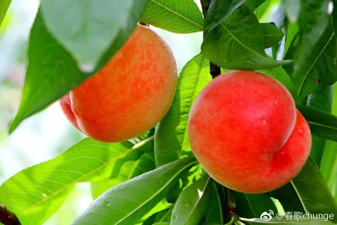 泰州时令水果采摘攻略,让你甜蜜一夏