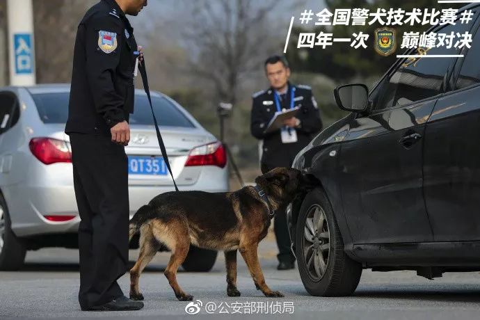 这只贴着创可贴的警犬火啦伤痕男子汉的勋章