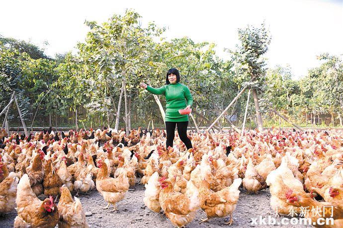 桥陈村人口_汕头金灶镇桥陈村:“红色村”成网红打卡地一年增收近30万元(2)