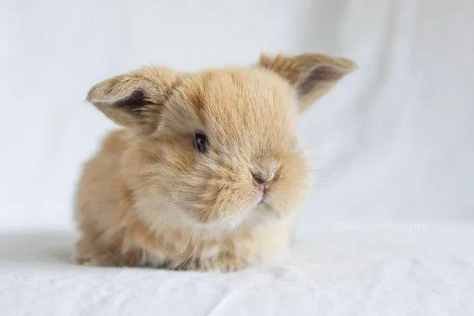 小耳朵都飞起来啦奶兔兔我能rua一百个