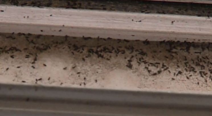 东莞这家二手房出现密集怪虫,名字罕见!除虫公