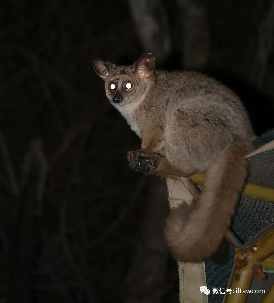物种图册粗尾婴猴