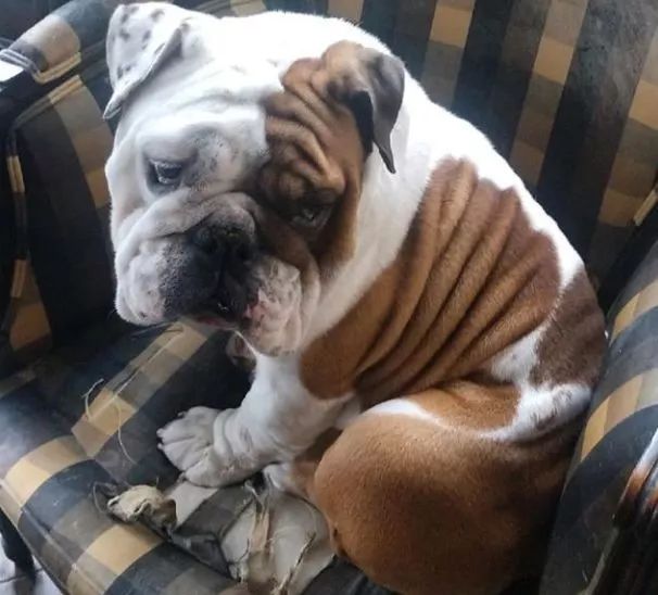 养英国斗牛犬你们后悔过吗?