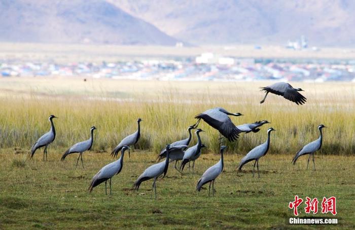 野生动植物新疆巴里坤湿地迎来大批南迁候鸟
