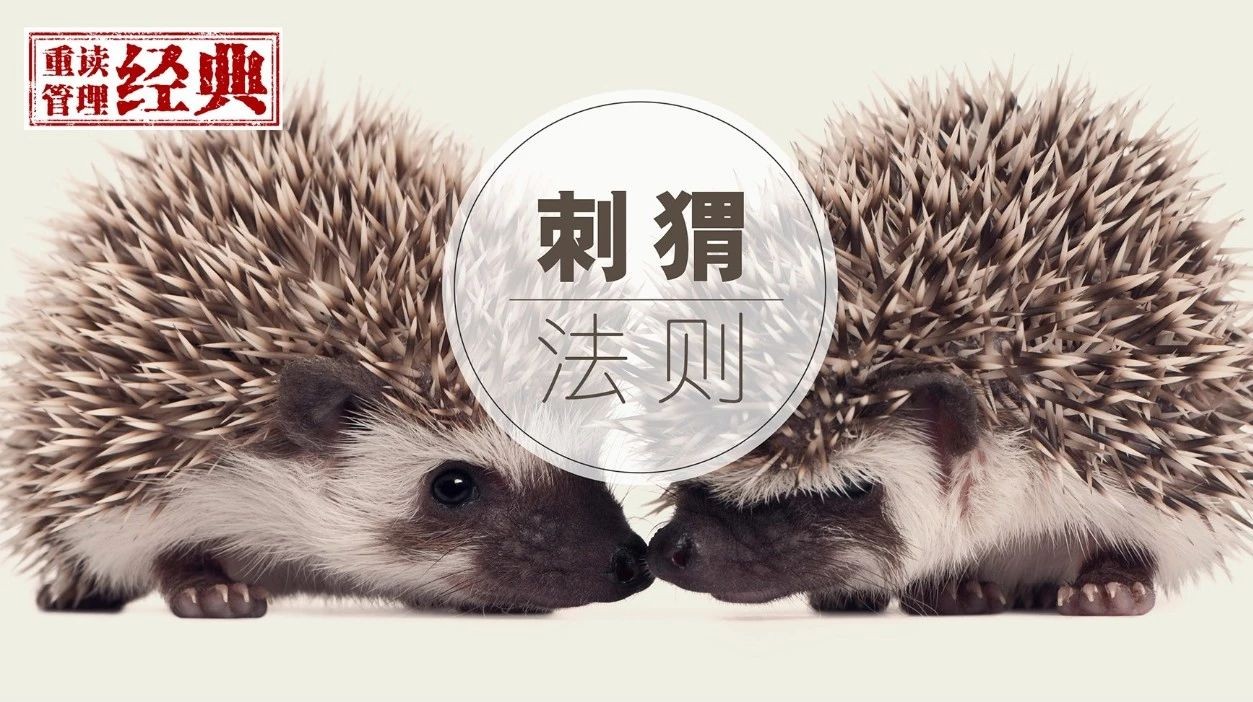 刺猬法则:职场真朋友,从来都是亲密有间的