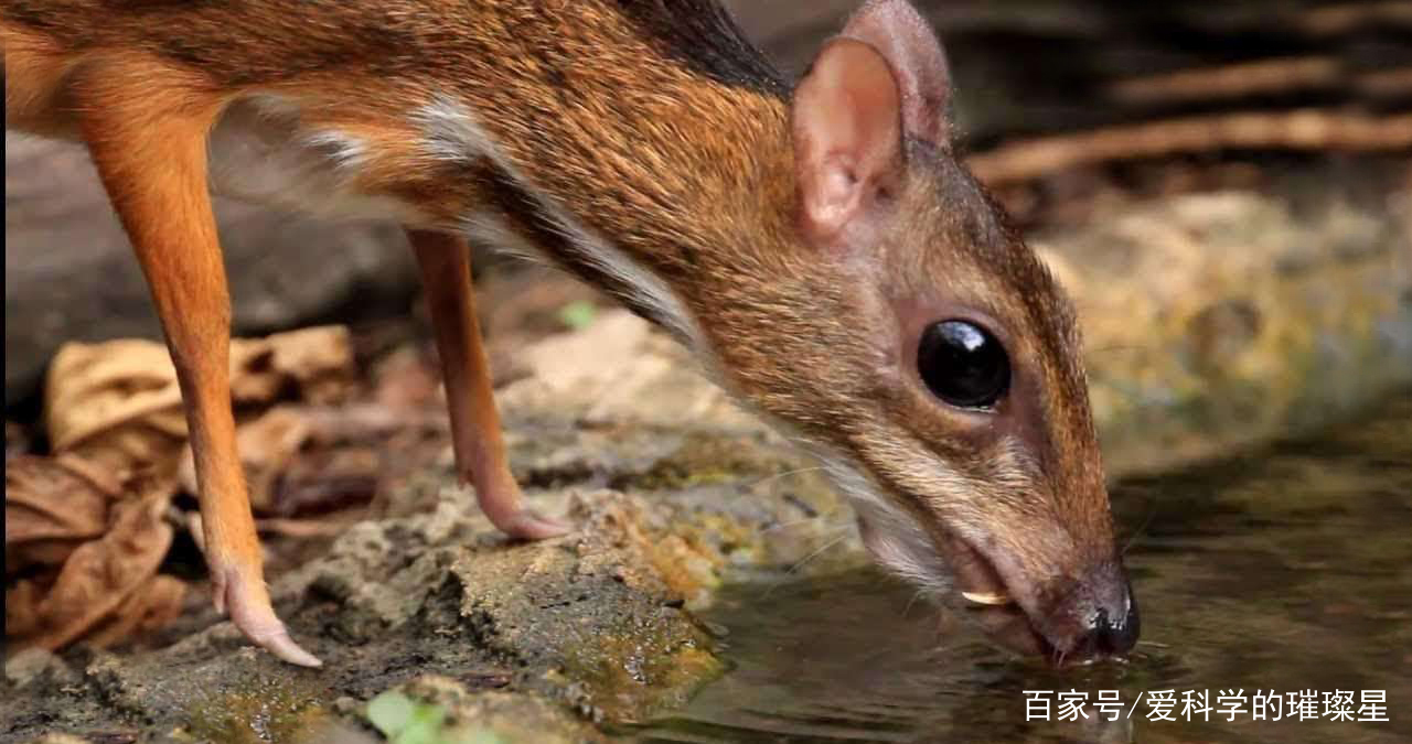 已消失近30年的银背鼷鹿重现大自然拍到照片还没灭绝