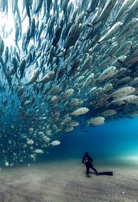 潜水员拍摄到罕见的鱼群龙卷风