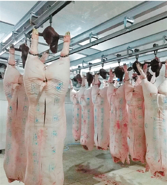 近日,非洲猪瘟疫情搞得大家人心惶惶,淳安的猪肉安全吗?