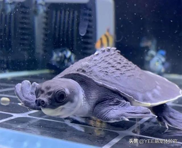 鱼缸四大神兽之:有没有必要买猪鼻龟