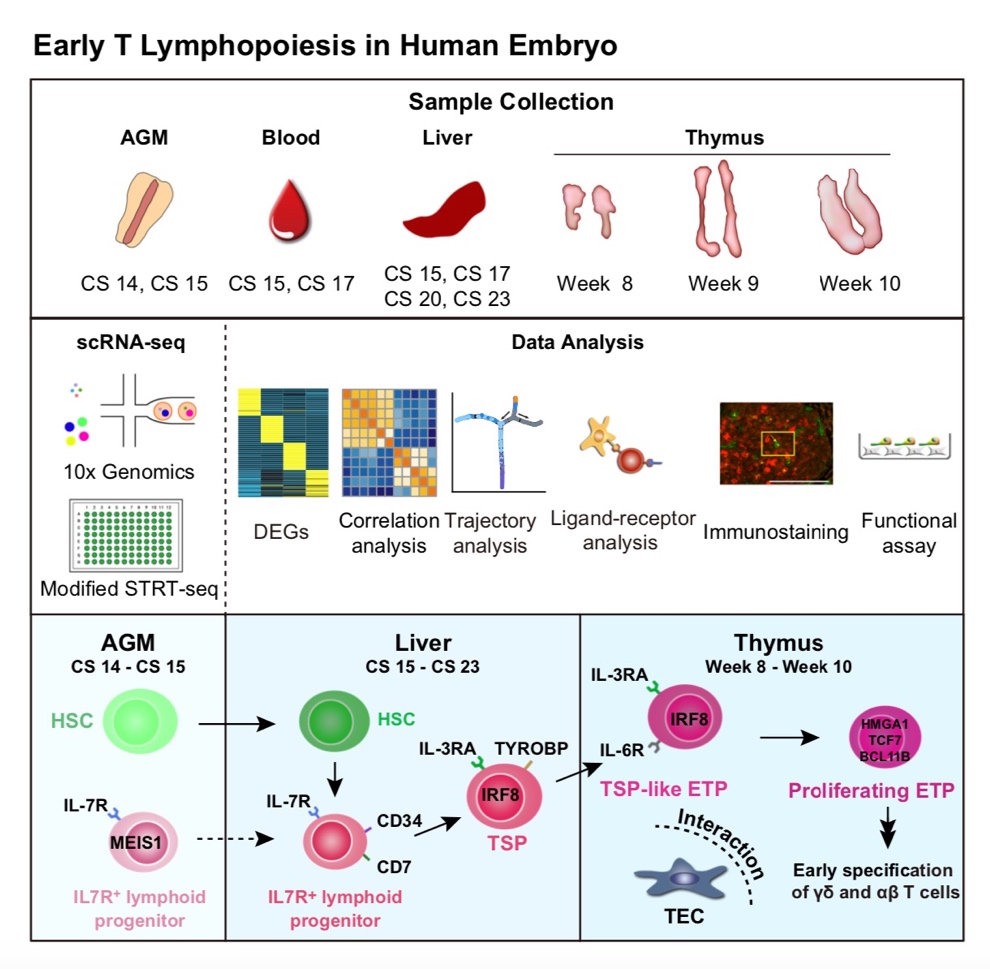 生物国重室胡洪波教授在immunity上发表文章在人类t淋巴细胞起源及