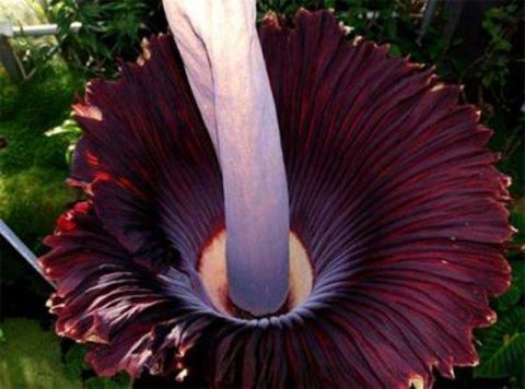 鬼吹灯里的尸香魔芋竟真实存在 距今已4600万年 全球仅存80棵