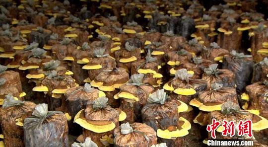 吉林林场转型之路 停伐栽桑黄年收益逾百万元 桑黄 林场 泉水 新浪新闻