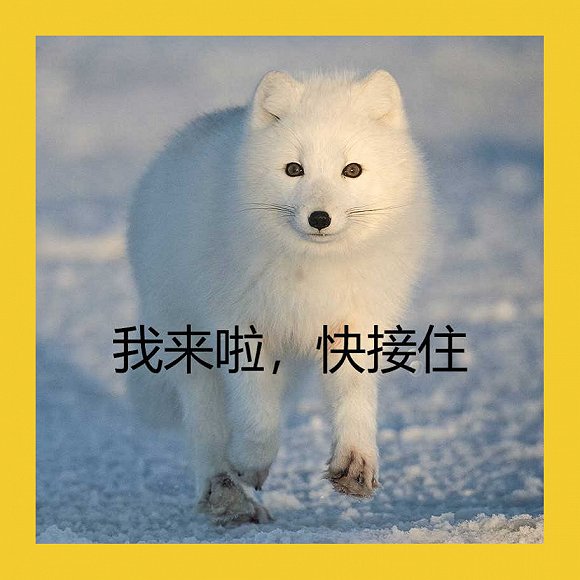 来盘北极狐比女朋友还可爱