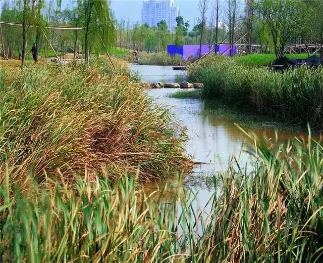 取而代之是缓坡入水的生态防洪堤,恢复河道的深潭浅滩,与洪水相适应