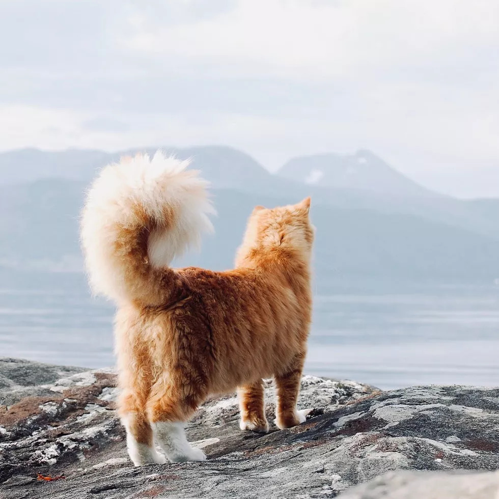 这只橘猫所向往的是山川与大海